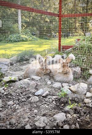 Rabbits Stock Photo