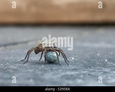 Wolf spider with egg sack Stock Photo