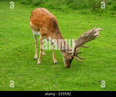 Deer Stock Photo