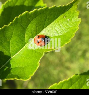 A ladybird sitting on a apple tree leaf Stock Photo