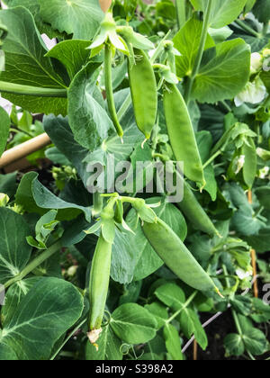 Sugar snap peas in a domestic garden Stock Photo