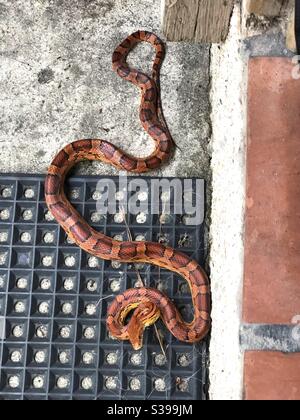 Corn snake in southeast Georgia Stock Photo
