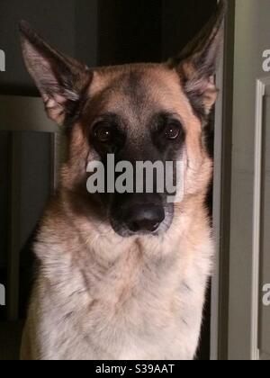 The Look Your German Shepherd Dog Gives Just Before Running At You For Hugs Stock Photo