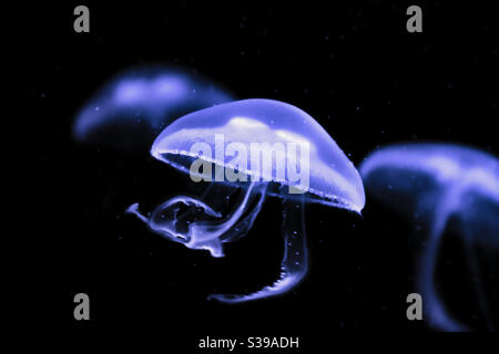 three common moon jellyfish with purple colouring shine in the dark water, they also called ear jelly or latin Aurelia aurita Stock Photo