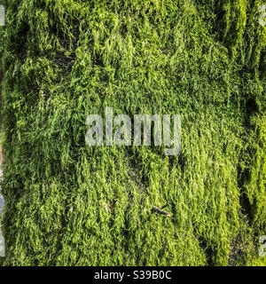 Moss growing on a tree Stock Photo