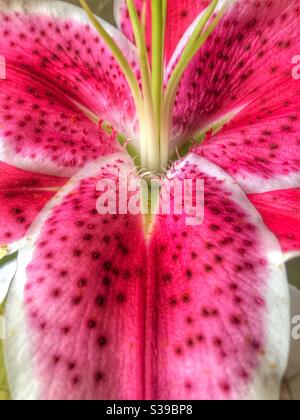 Pink Tiger Lily close up Stock Photo