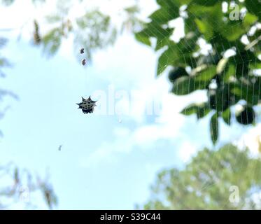 Spiny backed orb weaver spider hanging on its intricate web Stock Photo
