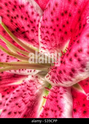 Pink lily macro shot Stock Photo