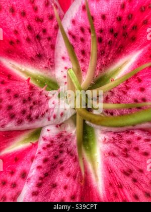 Pink lily macro Stock Photo