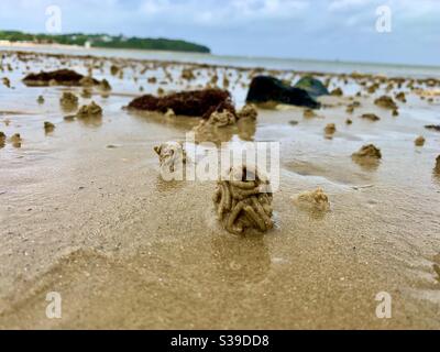 A collect of worm casts on a sandy beach, formed by lugworms. Bembridge, Isle of Wight. Stock Photo