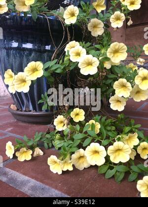 Cascade of pretty yellow flowers in a blue pot on brick patio Stock Photo