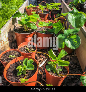 Strawberry plant propagation using runners Stock Photo