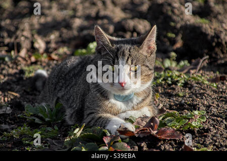 a grey tabby cat in portrait on a field. She looks directly into the camera, you can see the green eyes, the white nose and the fine drawing in the fur as well as a blue gps transmitter at the neck Stock Photo