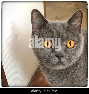 British shorthair cat in the British blue colour Stock Photo