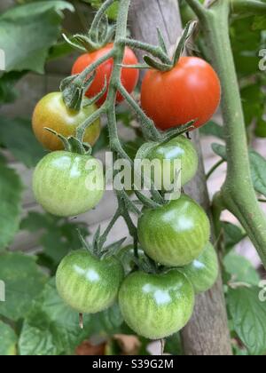 Homegrown tomatoes seen on the vine in the garden. Stock Photo