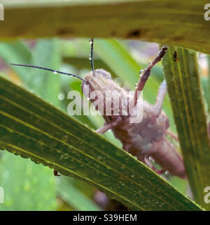 Perspective, Grasshopper stretched between two orchid leaves looking down on you Stock Photo