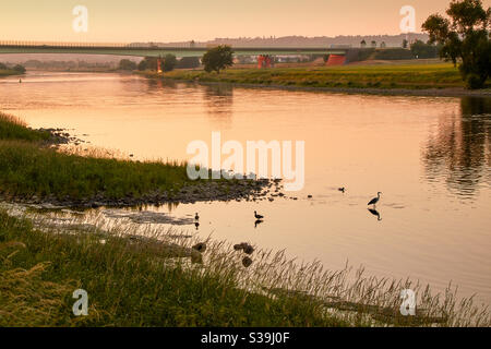 a heron and ducks bathe in the evening at sunset on the flat bank of the river Elbe near Dresden. The A4 motorway bridge can be seen in the background Stock Photo