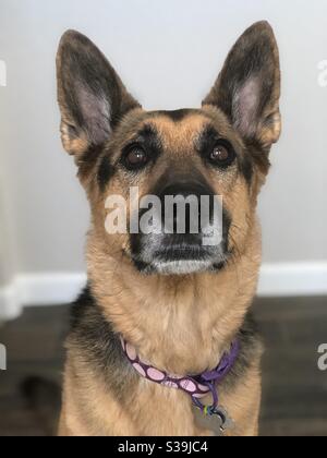 German Shepherd Dog looking at the camera while sitting and wearing a purple and pink collar Stock Photo