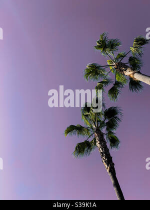 Purple sky with two palm trees. Space for copy. Stock Photo