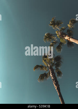 Looking up at two tall palm trees on a clear sunny day. Space for text. Stock Photo