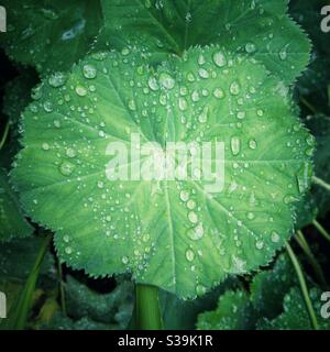 Raindrops on plant leaf. Stock Photo