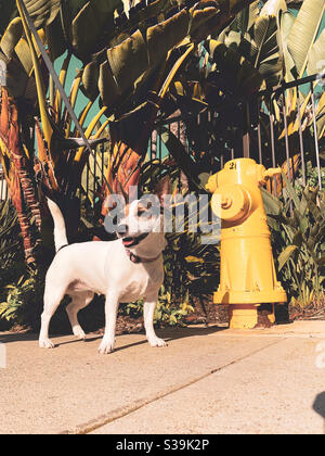 Happy Jack Russell Terrier dog standing in front of a yellow fire hydrant with tropical foliage in the background on a sunny day. Stock Photo