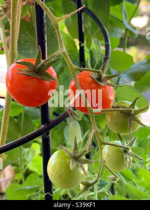 Cherry tomatoes on the vine Stock Photo