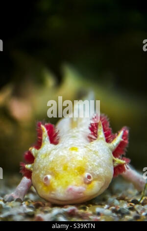 albinotic gold axolotl without color pigments but with pink external gills Stock Photo