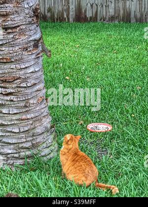 Cat and squirrel stand-off Stock Photo