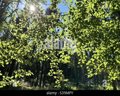 Leaves on a tree in a forest back lit by sunlight Stock Photo
