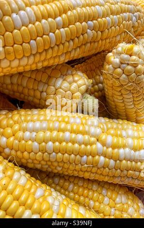 Fresh yellow corn on the cob Stock Photo