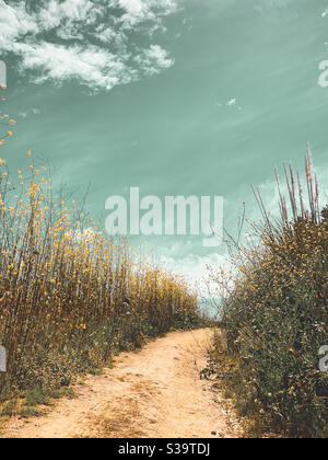 A low angle shot of plants under the blue sky Stock Photo - Alamy