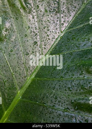 Drop of rain on a green leaf. Stock Photo