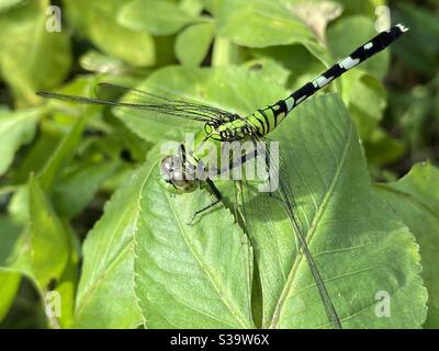 Eastern pondhawk green dragonfly on green leaf Stock Photo