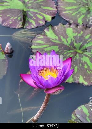 Beautiful purple lily flower in a koi pond