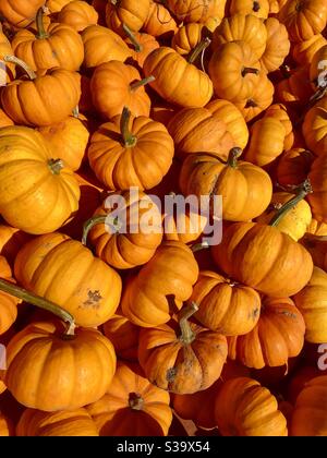 Mini pumpkins in the sun Stock Photo