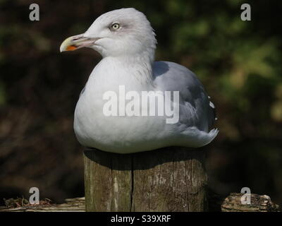 Watch the birdie!  Seagull on a pole Stock Photo