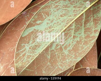 Textures and patterns of the underside of a magnolia tree leaf Stock Photo
