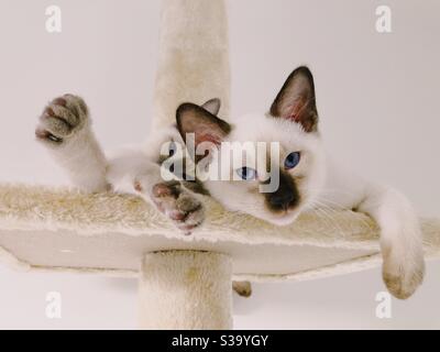 Two Siamese kittens laying together on a shelf Stock Photo