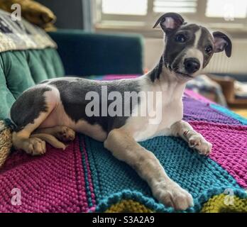 Dogs Stock Photo