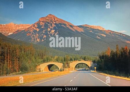 Alberta bound, transCanada highway, animal overpass, wildlife crossing ...