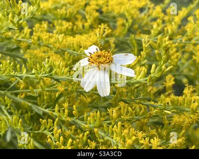White single daisy growing in background of goldenrod Stock Photo