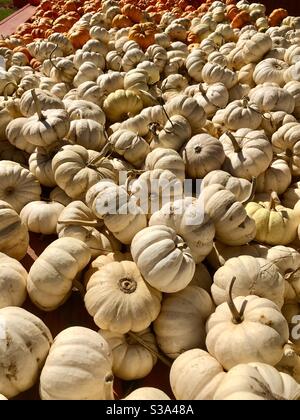 Mini pumpkins Stock Photo