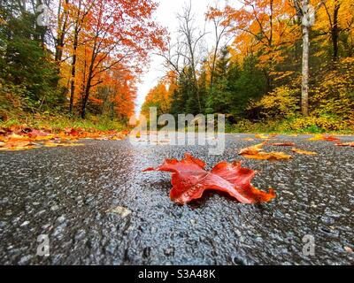 Wet red maple leaf on road pavement surrounded by autumn coloured trees in the background in Ontario, Canada after rainfall. Stock Photo