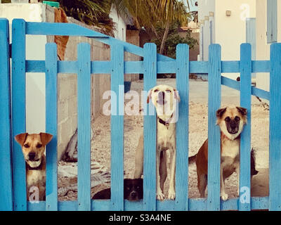 Dogs Stock Photo