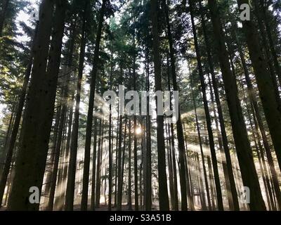 Sunlight shining through the pine woodland Stock Photo
