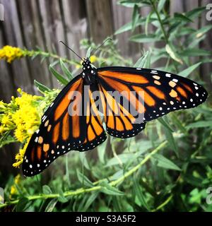 Female Monarch butterfly on Goldenrod Stock Photo