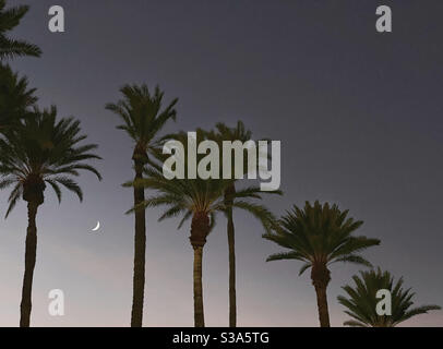 A line of date palm trees and a crescent moon at twilight Stock Photo