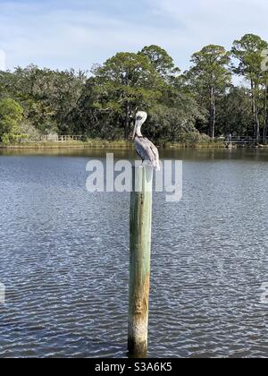 White headed pelican standing on a boat dock pole Stock Photo