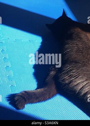 Fat black cat basking in the sun on blue surface inside the house Stock Photo